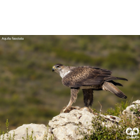 گروه عقاب‌ها Eagles